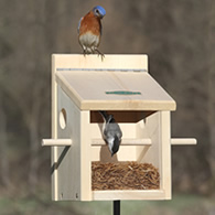 Duncraft Bluebird Move-A-Round Feeder & Pole