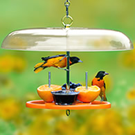 Duncraft Oriole Fruit & Jelly Feeder with Roof