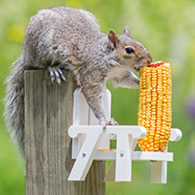 Squirrel's Corn-On-The-Cob Chair