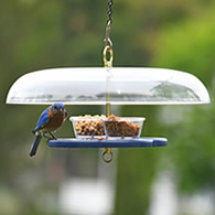 Duncraft Bluebird Fly-In-Fly-Out Feeder