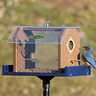 Duncraft Protected Bluebird Haven Feeder with Pole