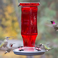 Vintage Ruby Starburst Hummingbird Feeder