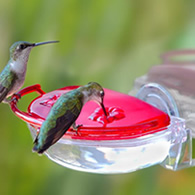 Aspects Gem Window Hummingbird Feeder