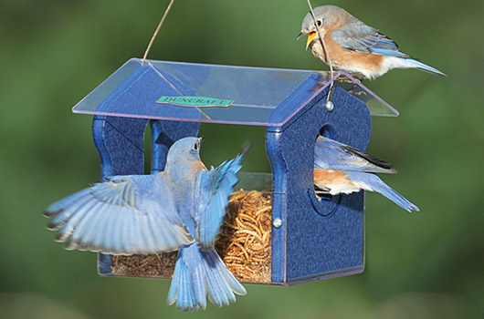 Larges selection of Best Selling Bluebird Feeder