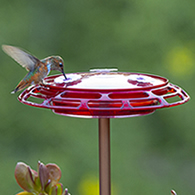 3-in-1 Hummingbird Feeder