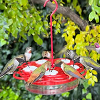 2-in-1 Plastic Dish Hummingbird Feeder