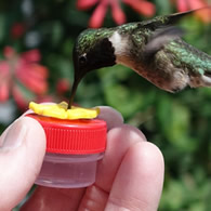 HUM-Buttons™ Mini Handheld Hummingbird Feeders, Set of 3