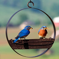 Bluebird Feeder & Sphere