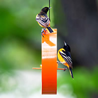 Mosaic Birds Bistro Bird Feeder, Orange
