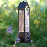 Squirrel Shield Metal Lantern Bird Feeder
