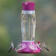Perky-Pet Top-Fill Hummer's Favorite Hummingbird Feeder