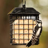 Black Metal Two Cake Suet Cage Bird Feeder with Roof