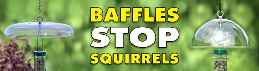 Baffles Stop Squirrels