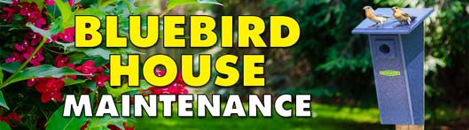 Bluebird House Maintenance