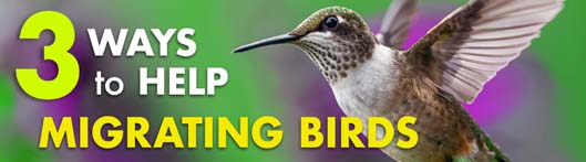 Help Migrating Birds Tips