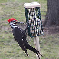 Duncraft Pileated Tail Prop Feeder