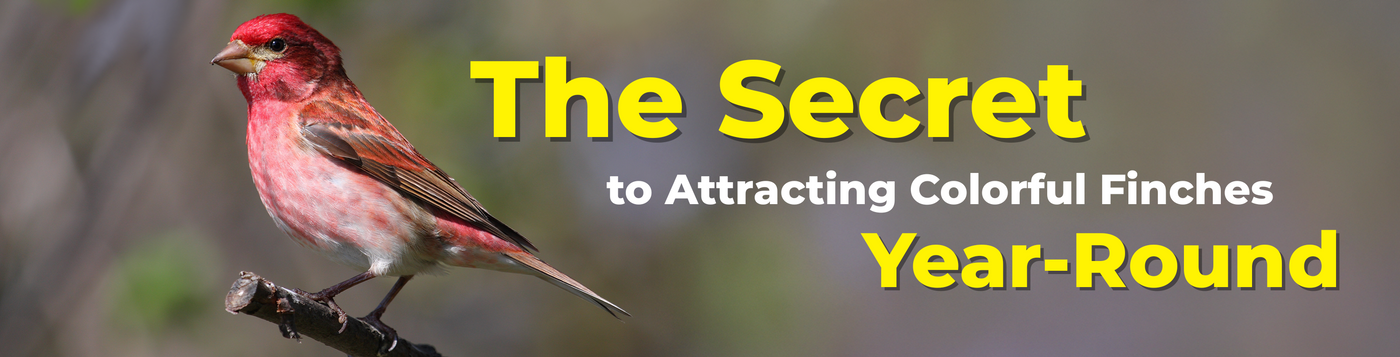 The Secret to Attracting Colorful Finches Year-Round