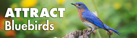 Learn How to Attract Bluebirds to Your Yard