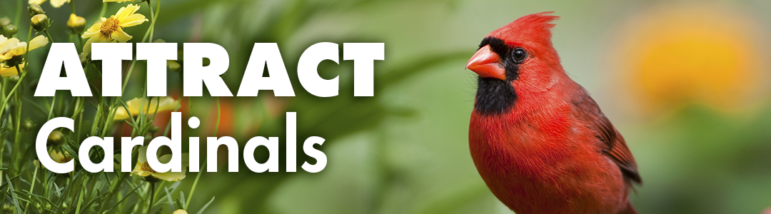 Learn How to Attract Cardinals to Your Yard