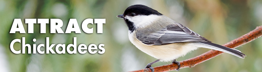 Learn How to Attract Chickadees to Your Yard