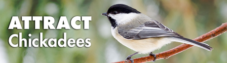 Learn How to Attract Chickadees to Your Yard