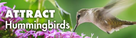 Learn How To Attract Hummingbirds to Your Yard