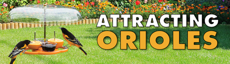 Helpful Tips for Attracting Orioles to Your Yard