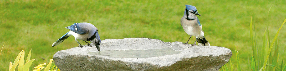 Two Bluejays sitting at a bird bath.  One is drinking water. 