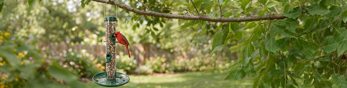 A red Northern Cardinal feeds from a seed feeder hanging on a tree branch, with a garden and wooden fence in the background.
