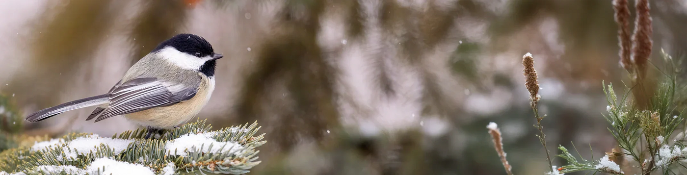 A chickadee sitting on a branch in a winter day.