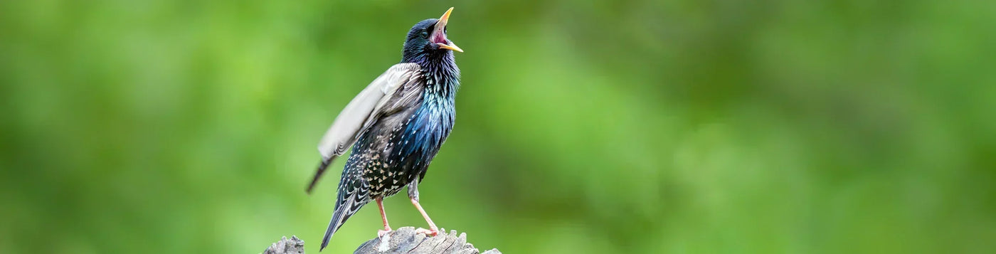 Do Starlings Scare Away Other Birds?