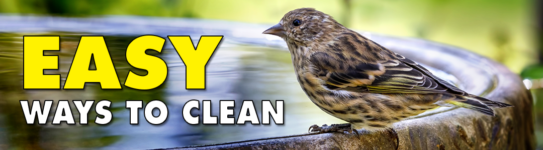 A sparrow perched on a branch, showcasing its beak, in an outdoor setting, emphasizing its natural wildlife habitat.