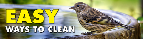 Easy Ways to Clean Bird Feeders, Houses and Baths