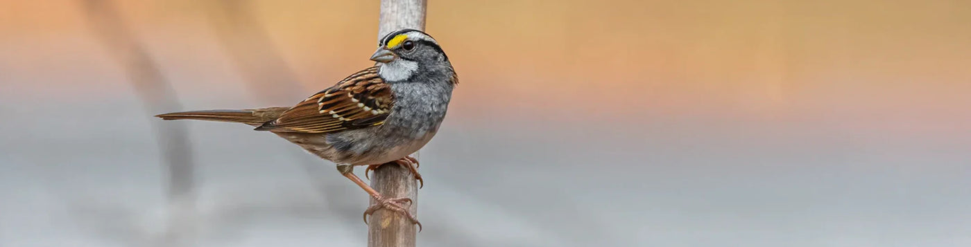 White-throated sparrow perched on a branch during fall migration with warm background.