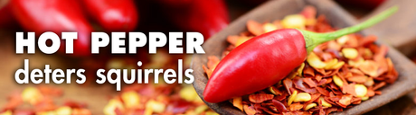 A red chili pepper rests on a spoon atop a pile of red pepper flakes, emphasizing its vibrant color and spicy nature.