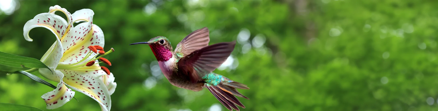 Speckled white lily in bloom with a colorful hummingbird hovering nearby, set against a blurred green foliage background.