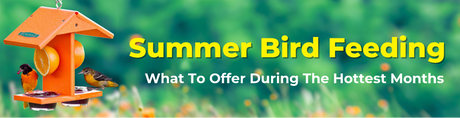 Summer Bird Feeding: What to Offer During the Hottest Months