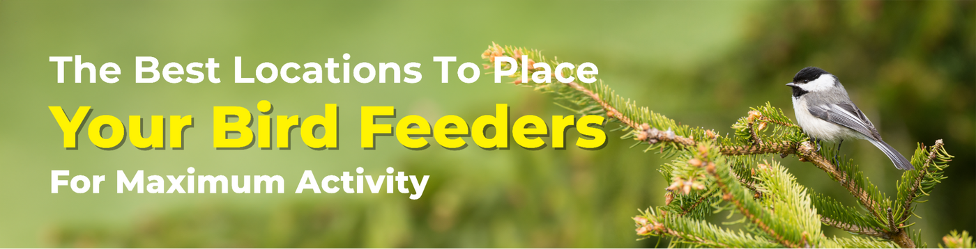 The Best Locations to Place Your Bird Feeders for Maximum Activity