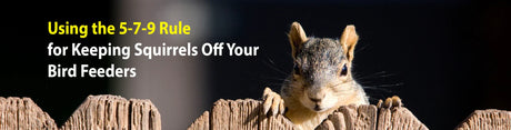 Squirrel peeking over a wooden fence with text about the 5-7-9 Squirrel peeking over a wooden fence with text about the 5-7-9 Rule for keeping squirrels off bird feeders