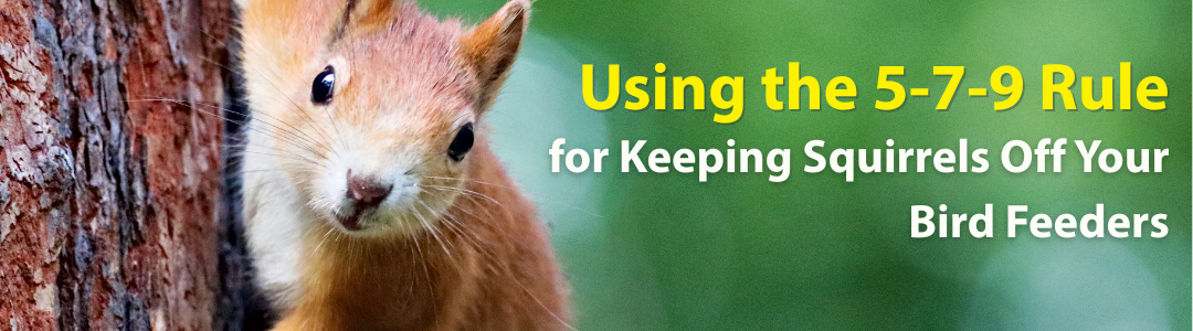 Using the 5-7-9 Rule for Keeping Squirrels Off Your Bird Feeders
