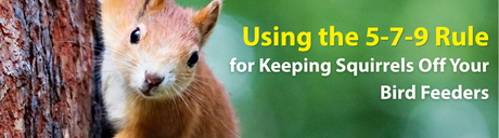 Using the 5-7-9 Rule for Keeping Squirrels Off Your Bird Feeders
