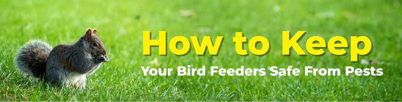 How to Keep Your Bird Feeders Safe from Pests