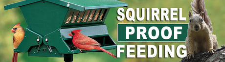 A close-up of a red cardinal bird sitting on a bench outdoors, with a squirrel visible in the background.