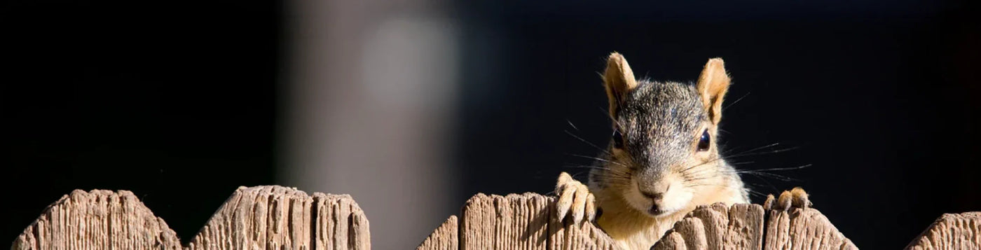 Squirrel peeking over a wooden fence with text about the 5-7-9 Squirrel peeking over a wooden fence with text about the 5-7-9 Rule for keeping squirrels off bird feeders