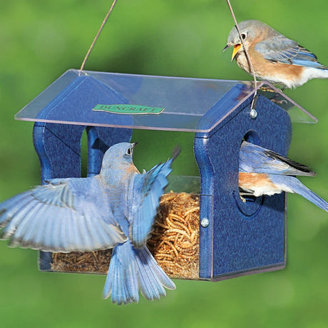 Blue bird feeder with seed, attended by three eastern bluebirds: two vibrant males and a muted-toned female, feeding together.