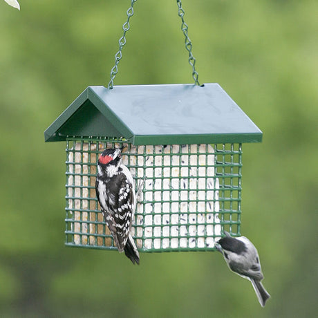 EZ Fill Deluxe Suet Feeder with a metal roof, holding four suet cakes, attracting a woodpecker on the feeder.