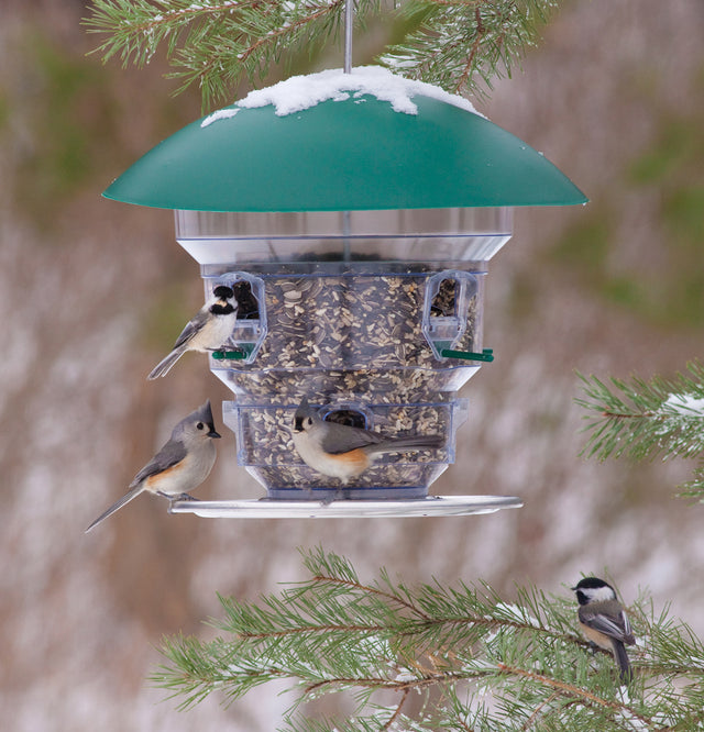 Feeding Frenzy Bird Feeder with 12 lb. capacity, eight feeding ports, and green plastic weather dome, allowing multiple birds to feed simultaneously. Clear plastic reservoir for easy seed level viewing.