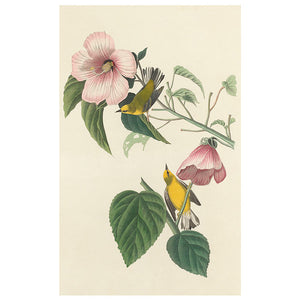 John James Audubon Songbirds Boxed Notecard Assortment showing a bird on a branch with flowers, part of a set of 20 blank notecards with envelopes.