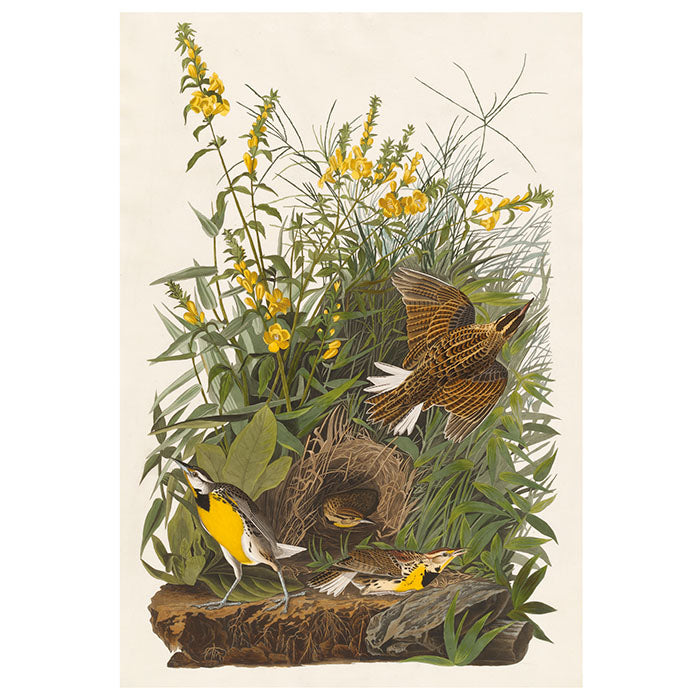 John James Audubon Songbirds Boxed Notecard Assortment featuring nature-inspired bird illustrations, including birds in nests and flying, printed on recycled paper with soft white envelopes.