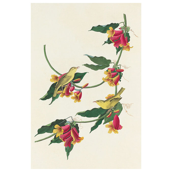 John James Audubon Songbirds Boxed Notecard Assortment, featuring detailed illustrations of birds on branches with flowers. Includes 20 blank notecards in a decorative box.